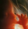 Meglepő tények a pocaklakóról Meglepő tények a pocaklakóról