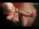 Magzati fejlődés – videó! Magzati fejlődés – videó!